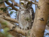 -spotted-owlet-
