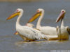 -great-white-pelican-