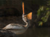 -spot-billed-pelican