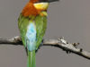 -chestnut-headed-bee-eater