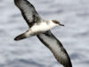 -wedge-tailed-shearwater-
