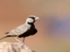 -ashy-crowned-sparrow-lark