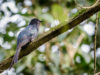 drongo-cuckoo