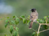 -red-vented-bulbul