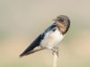 -wire-tailed-swallow