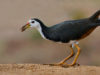 -white-breasted-waterhen