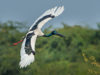 -black-necked-stork