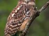 -brown-fish-owl