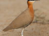 -indian-courser