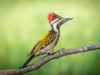 -golden-backed-woodpecker