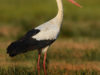 -european-white-stork