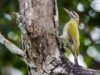 -yellow-naped-woodpecker