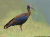 -black-ibis