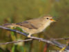 -booted-warbler