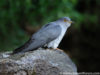 -common-cuckoo-eurasian-cuckoo
