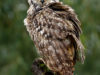 -eurasian-eagle-owl