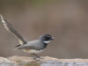 -white-spotted-fantail-flycatcher