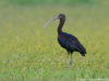 -glossy-ibis