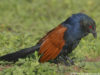 -greater-coucal