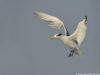 -greater-crested-tern