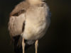 -great-stone-plover-great-thick-knee