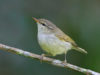 -greenish-leaf-warbler