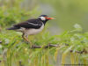 -asian-pied-starling
