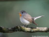 -red-throated-flycatcher