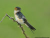 -red-rumped-swallow