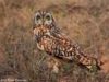 -short-eared-owl