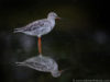 -spotted-redshank