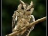 -collared-scops-owl