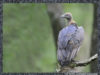 -indian-white-backed-vulture