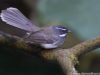 -white-throated-fantail-flycatcher