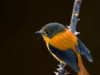 -black-and-orange-flycatcher