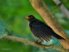 -common-blackbird