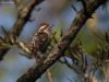 -brown-capped-pygmy-woodpecker