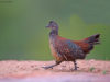 -painted-spurfowl