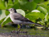 -white-wagtail
