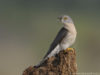 -common-hawk-cuckoo