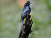-greater-racket-tailed-drongo