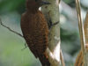 -rufous-woodpecker