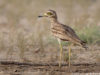 -stone-curlew