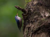 -velvet-fronted-nuthatch