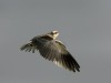 -black-shouldered-kite