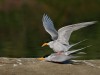 -river-tern