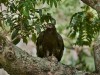 -black-eagle