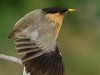 -brahminy-starling