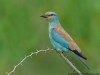 -european-roller