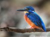 blue-eared-kingfisher